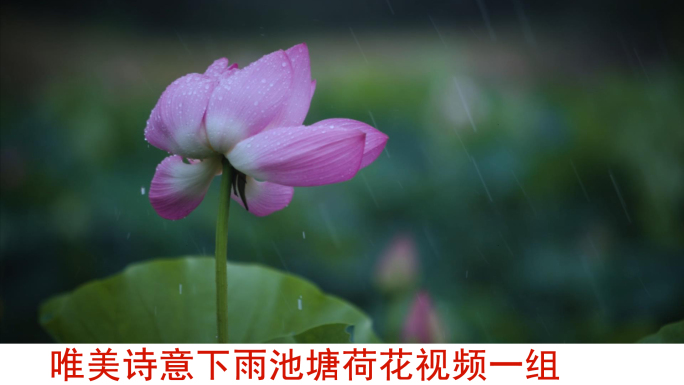 唯美诗意下雨雨中池塘荷花随风摆动视频素材