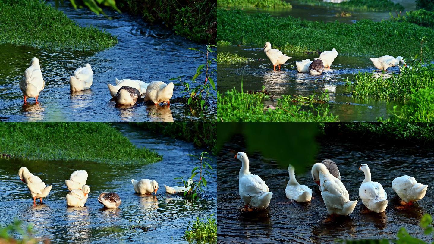 黄河湿地：天鹅见证生态之美_中国网