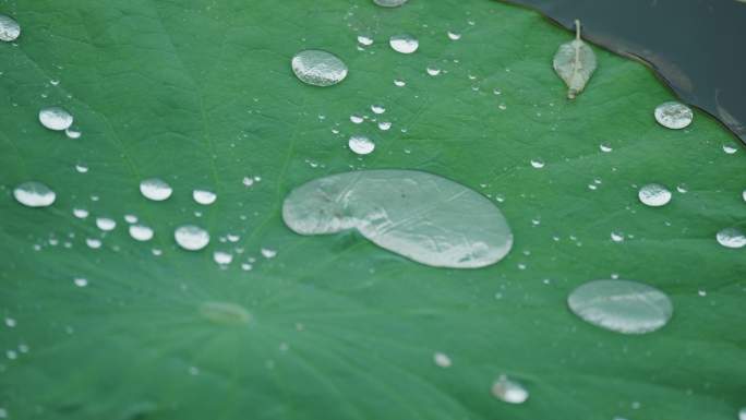 8k下雨天写意意境荷叶上的水珠滚动流动