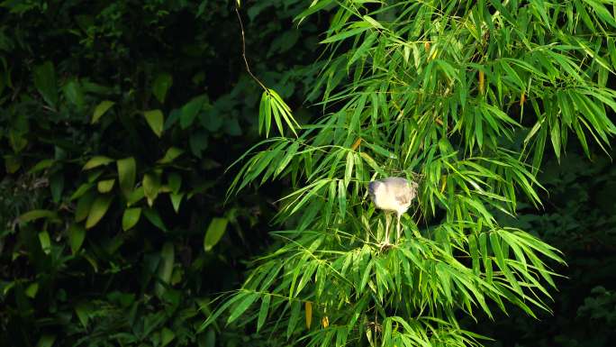阳光下的灰鹭 树上的飞鸟