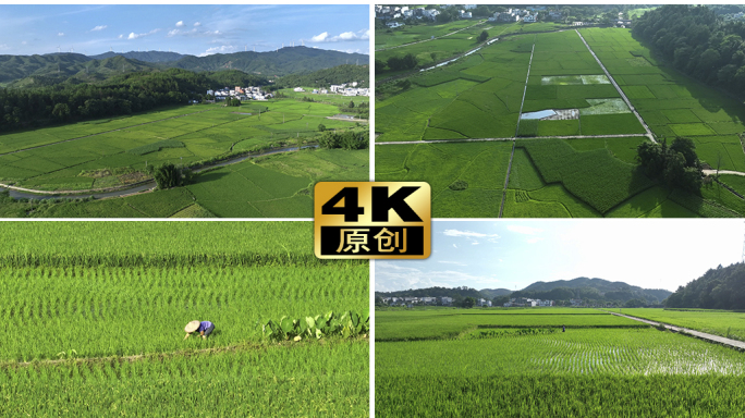 4K航拍千亩稻田