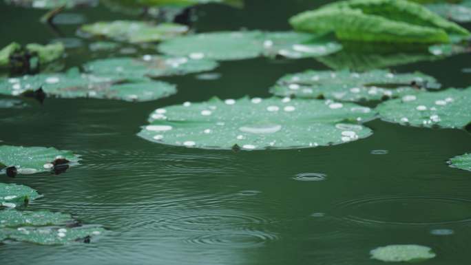 8k下雨天写意意境荷叶上的水珠滚动流动