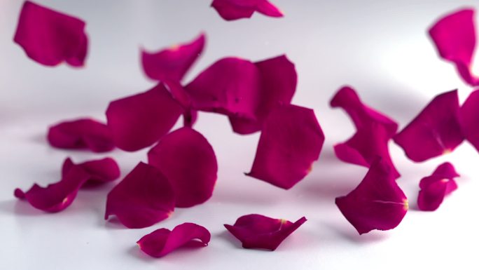 粉色玫瑰花瓣特写七夕节情人节玫瑰花瓣