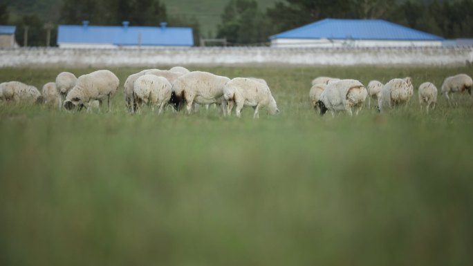 草原羊群4k实拍自然风光