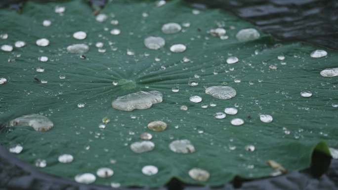 8k下雨天写意意境荷叶上的水珠滚动流动