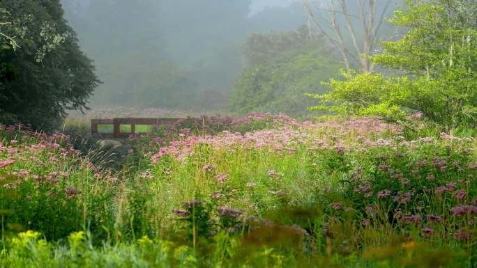 夏季的野花