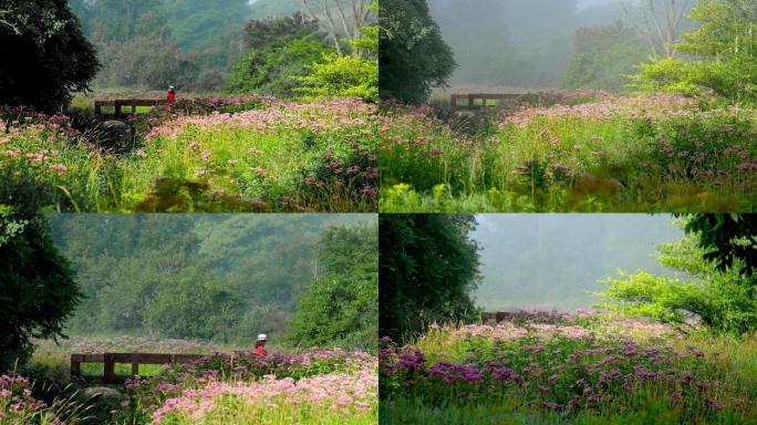 夏季的野花