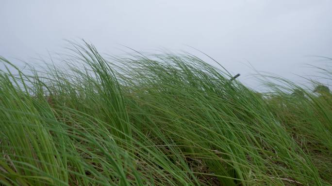 风吹草动-慢镜头