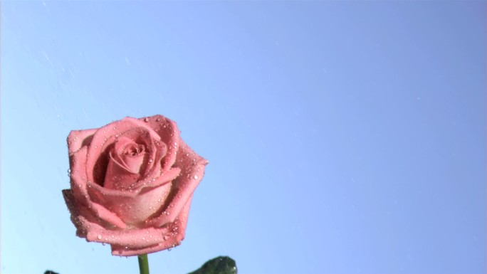 粉色玫瑰特写玫瑰花雨水鲜花情人节爱情