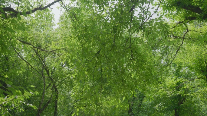 8k植物特写大自然美景唯美空境