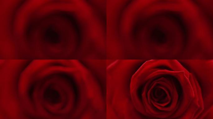 红色玫瑰花特写花朵月季绽放开放鲜艳
