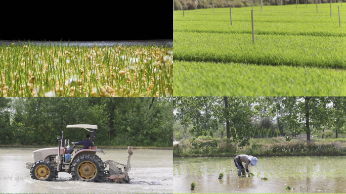 4K水稻种植农业大米丰收稻谷稻田播种