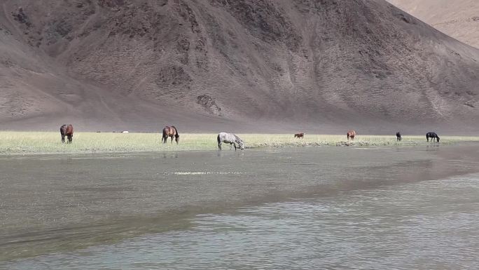 西藏在湖边吃草的马儿
