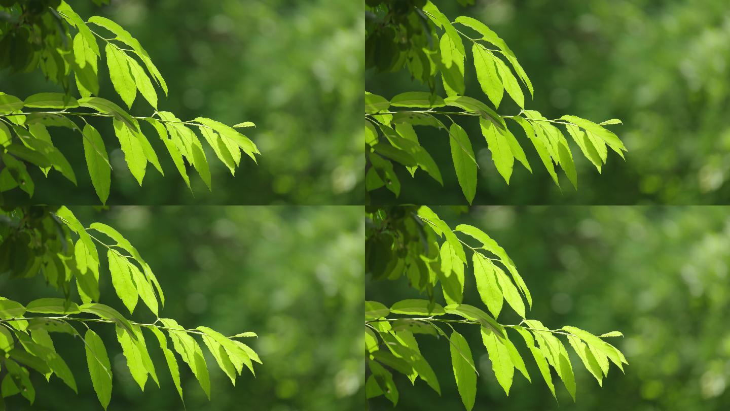 8k植物特写大自然美景唯美空境