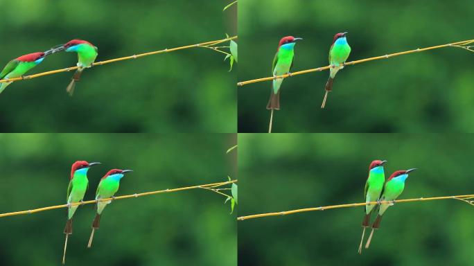 中国最美的小鸟蓝喉蜂虎竹竿上喂食蜜蜂求偶