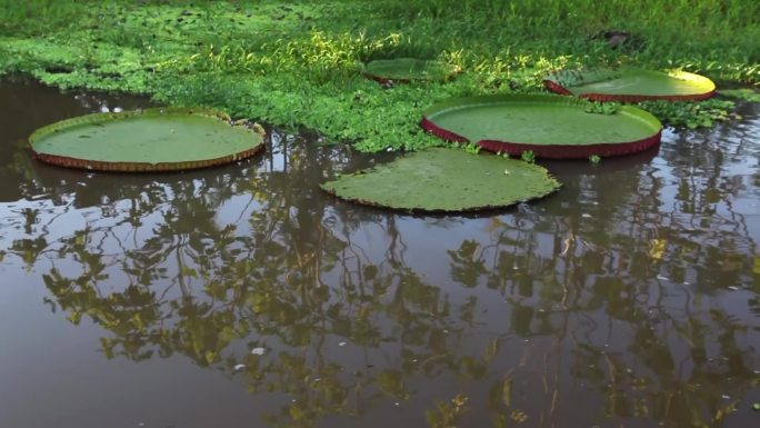 亚马孙河 上游 野生王莲