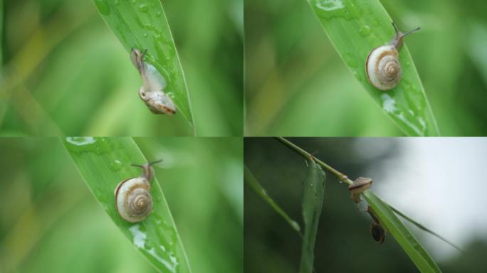 雨后竹叶蜗牛