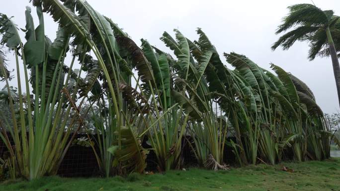 台风天园林植物