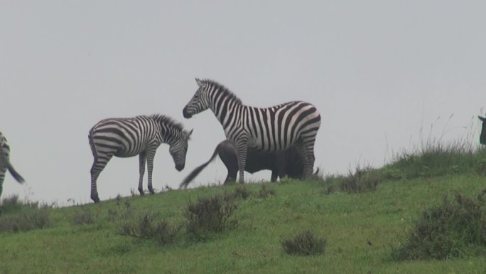 坦桑尼亚 东非大草原斑马与角马