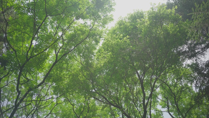8k仰望大自然森林树林新鲜空气