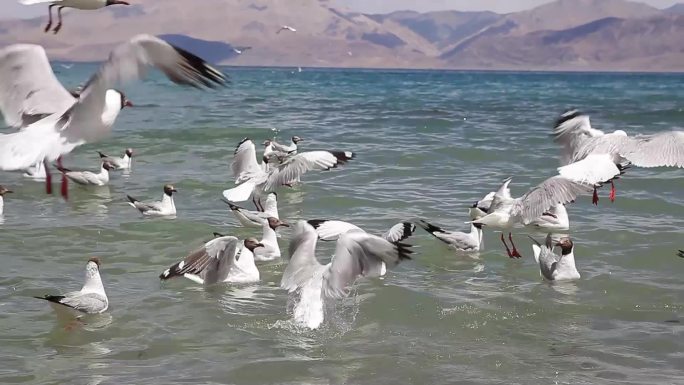 西藏湖面水鸟起飞