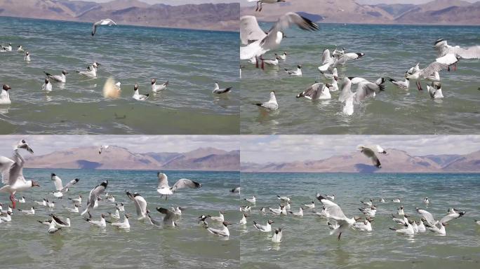 西藏湖面水鸟起飞