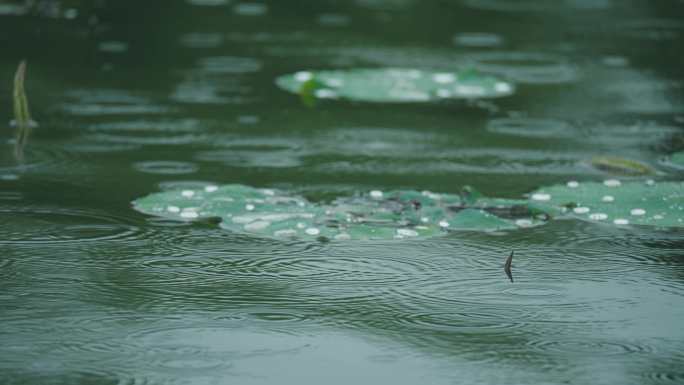 8k下雨天写意意境荷叶上的水珠滚动流动