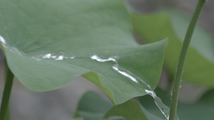 荷花池