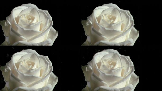 白色色玫瑰特写白花月季玫瑰花开