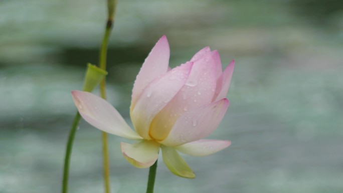 雨中莲花