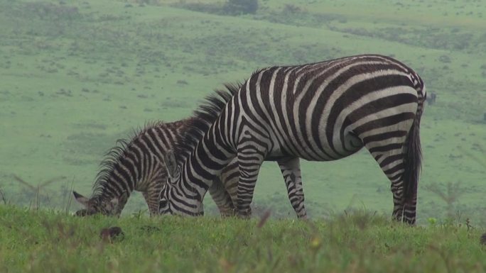 东非草原上低头吃草的斑马群