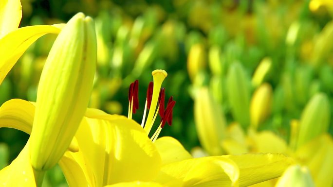 黄色 百合花花蕊