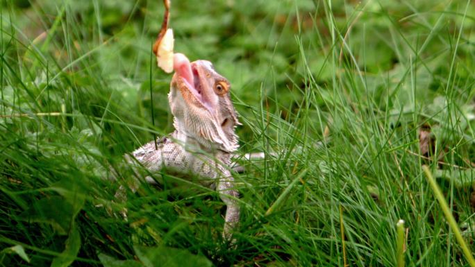 一只蜥蜴在草地上吃花朵特写