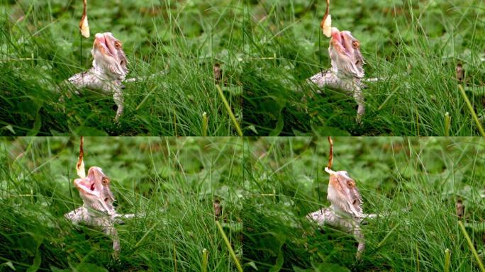 一只蜥蜴在草地上吃花朵特写