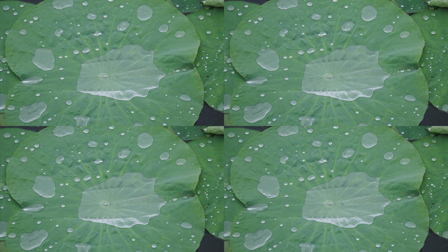 8k下雨天写意意境荷叶上的水珠滚动流动