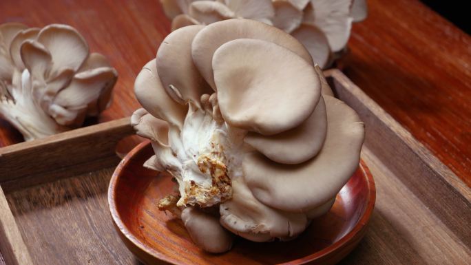 平菇 蘑菇 真菌食物