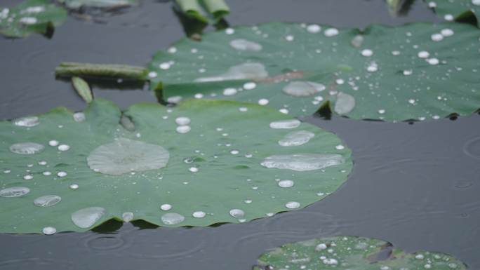 8k下雨天写意意境荷叶上的水珠滚动流动