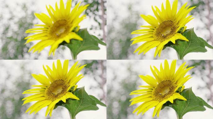 原创4K实拍 向日葵