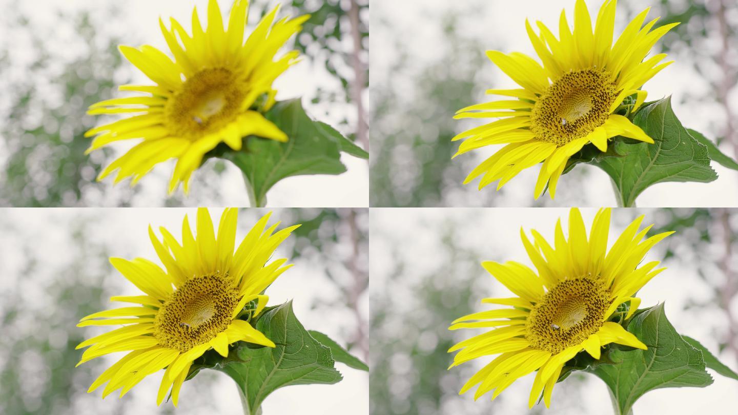 原创4K实拍 向日葵
