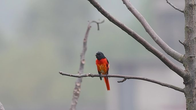 赤红山椒鸟