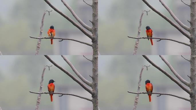 赤红山椒鸟