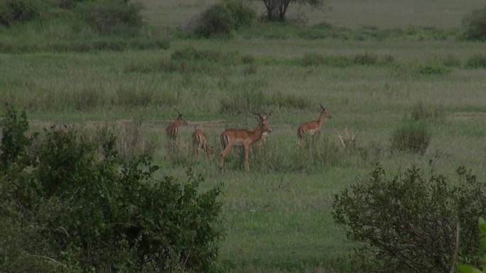东非坦桑尼亚草原上的羚羊