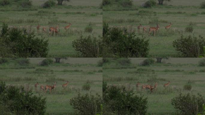 东非坦桑尼亚草原上的羚羊