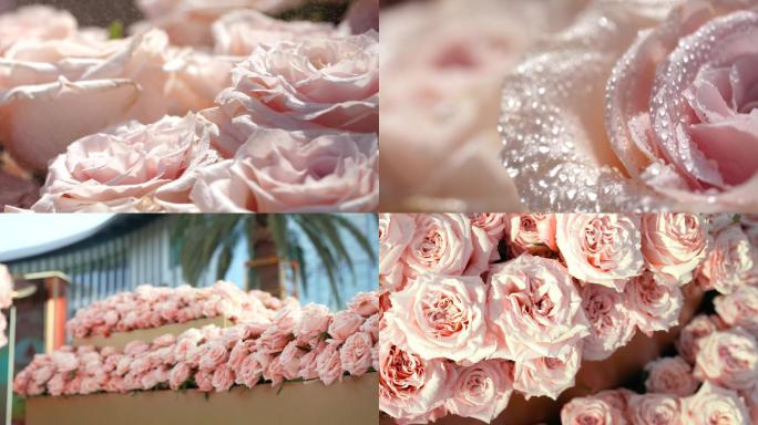 雨露洒在美丽优雅粉红色的花上 升格