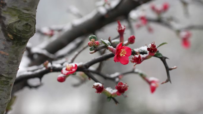 雪中腊梅