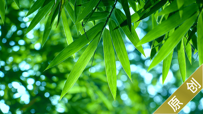 竹 意境唯美禅意绿竹 竹林 竹叶富贵高雅