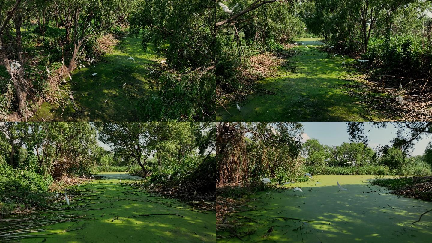 航拍穿越湿地森林4k50帧 白鹭 湿地