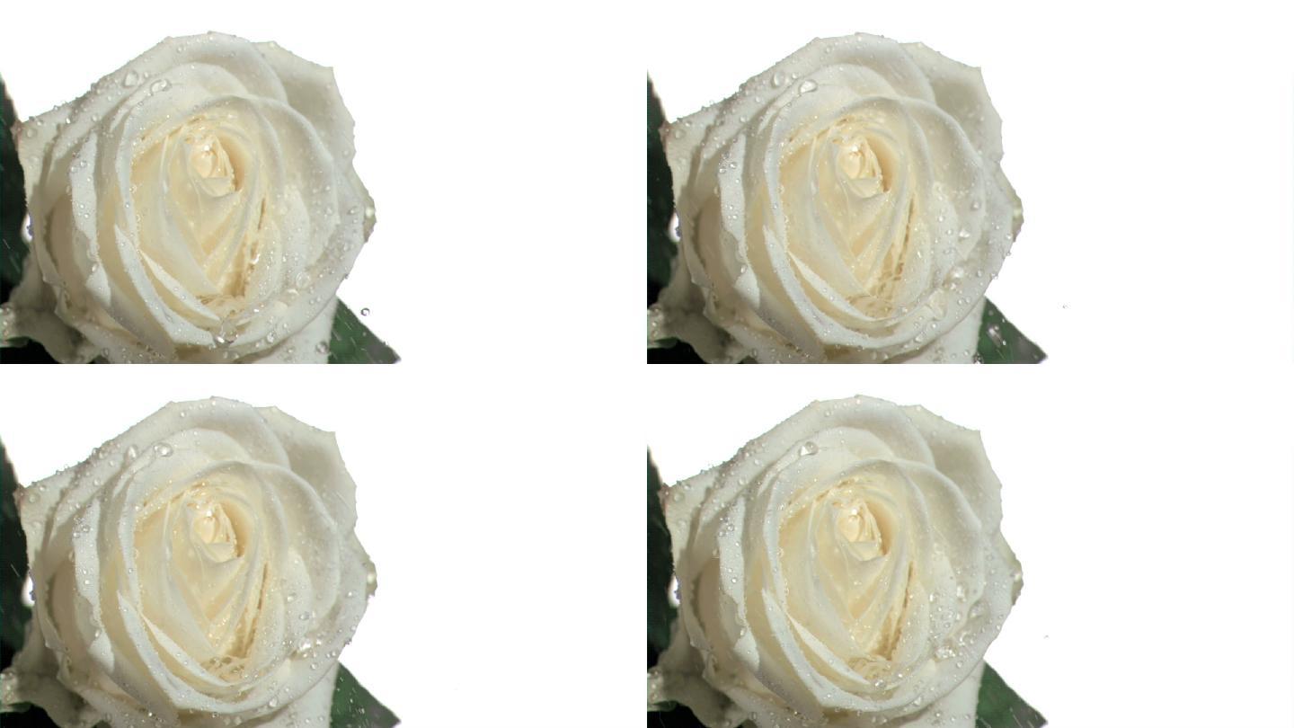 白色玫瑰花特写白玫瑰特写