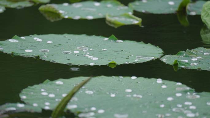 8k下雨天写意意境荷叶上的水珠滚动流动