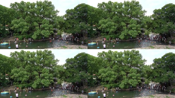 浙江农村夏天孩子小溪玩水清凉戏水大樟树